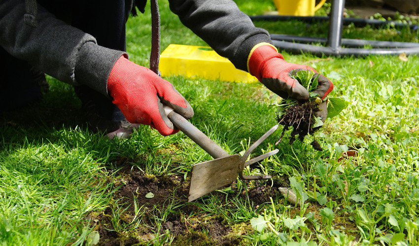 weed control in Saskatoon
