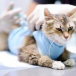 Why Some Encino Dog Owners Are Choosing Titer Tests Over Boosters