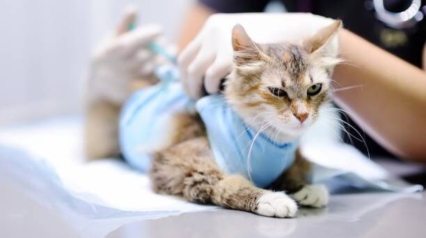 dog vaccine clinic near you in Encino