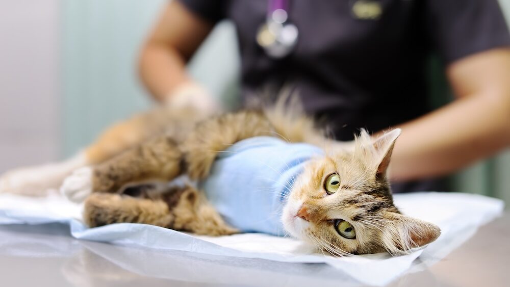 dog vaccination in Encino